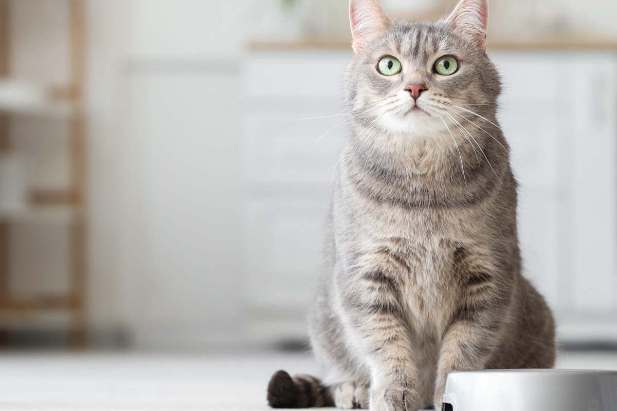 Katze sitzt vor ihrem Fressnapf