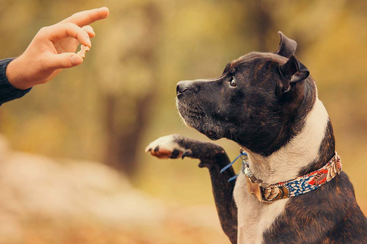 Hunde bekommt ein Leckerli