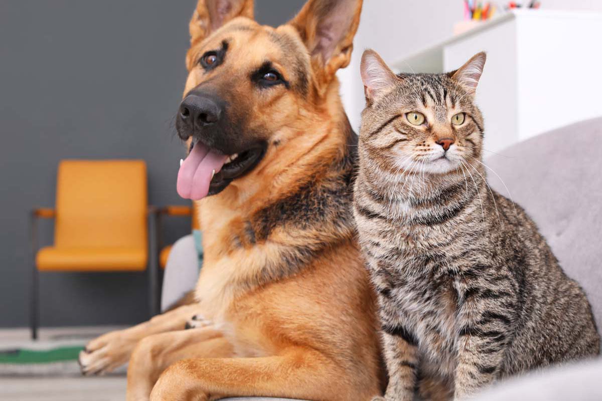 Hund und Katze